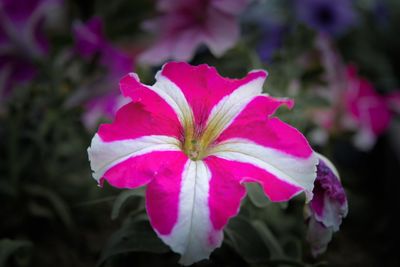 Close-up of pink cosmos blooming outdoors