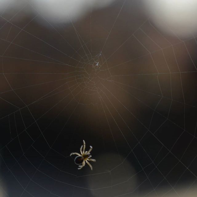 spider web, pattern, close-up, natural pattern, no people, focus on foreground, nature, outdoors, spider, fragility, day, animal themes, one animal, backgrounds, low angle view, insect, full frame, complexity, spinning