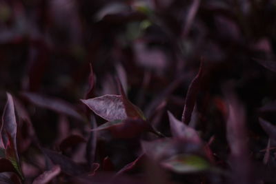 Full frame shot of flowering plants during autumn