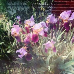 Close-up of purple flowers blooming outdoors