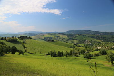 An emerald grass on the fields of toscana in spring