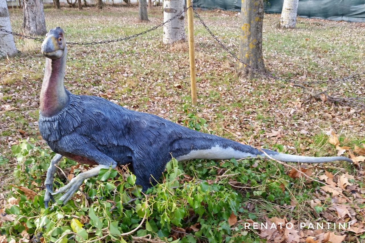 bird, animal themes, blue, field, nature, one animal, domestic animals, no people, grass, peacock, day, outdoors, beauty in nature