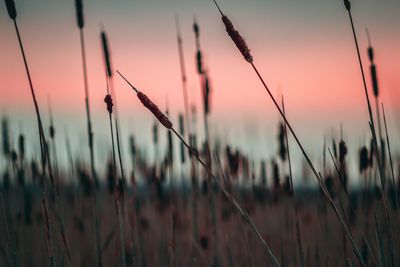 Close-up of stalks in field against sunset sky