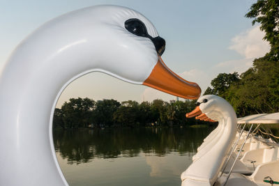 Swan in a lake