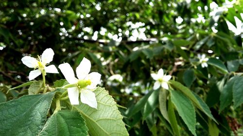 Close-up of white flowers blooming outdoors