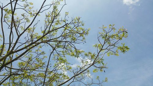 Low angle view of tree against sky