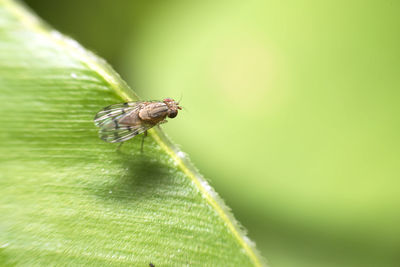 Close-up of insect on leaf