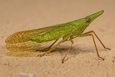 Close-up of insect