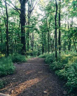 Road amidst trees in forest