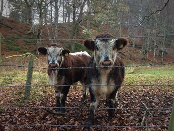 Portrait of cow standing on field