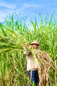 View of crop in field