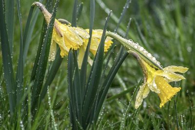 Close-up of raindrops on yellow leaf