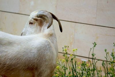 White goat against wall