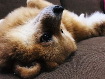 Close-up of dog resting on sofa at home