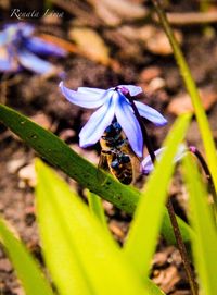 Close-up of bee pollinating on purple flower