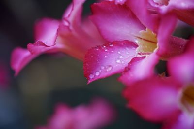 Close-up of wet pink flower