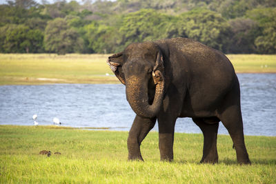 View of elephant on field