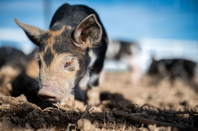 Close-up of an animal on field