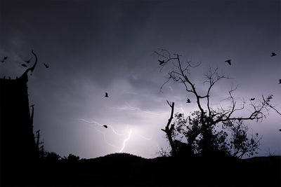 Silhouette of birds flying against sky