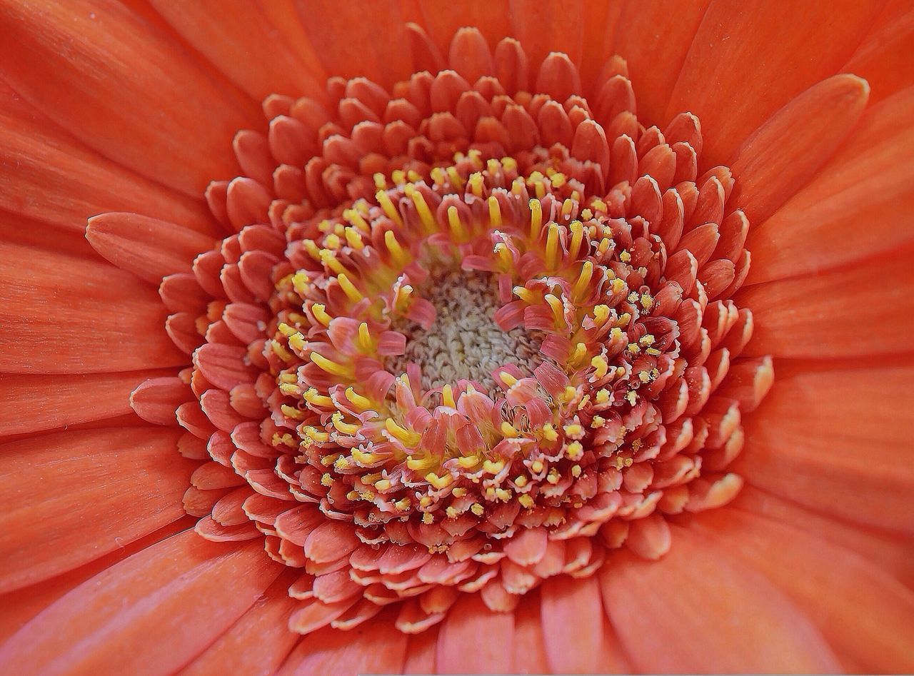 flower, full frame, petal, flower head, backgrounds, freshness, red, beauty in nature, fragility, pollen, close-up, extreme close-up, growth, nature, single flower, stamen, macro, orange color, blooming, natural pattern