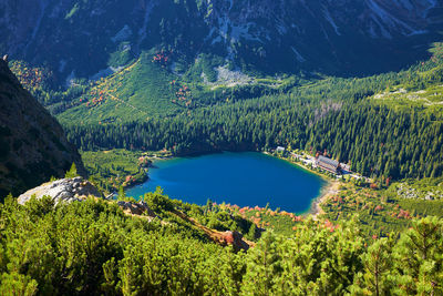 High angle view of trees in forest