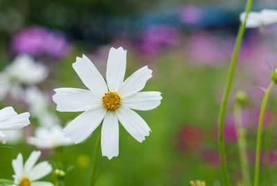 Close-up of purple cosmos flower