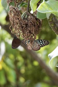 Close-up of butterfly pollinating flower