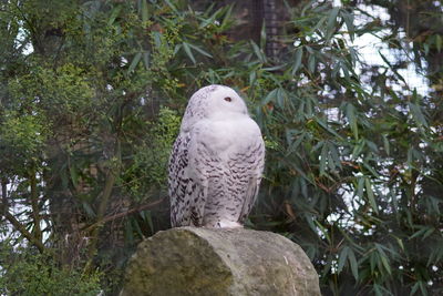 Bird perching on rock