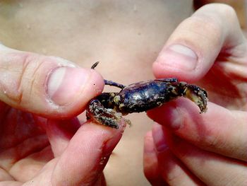 Close-up of insect on hand