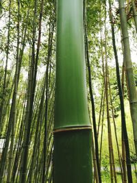 Low angle view of bamboo trees in forest