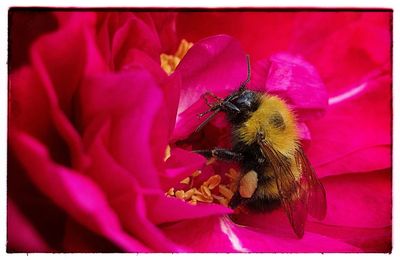 Close-up of honey bee on pink flower