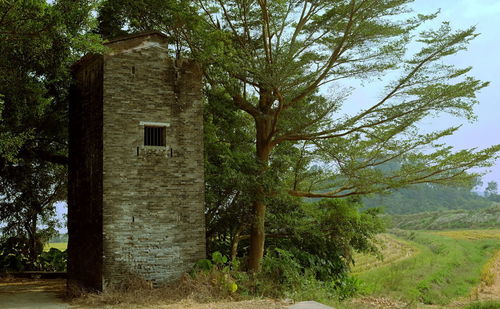 Tree by building