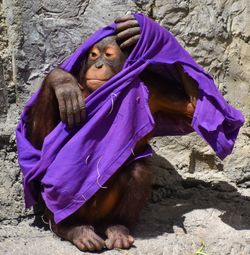 Baby orangutan playing/hiding under purple shirt on sunny day