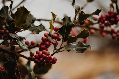 Close-up of berries on tree