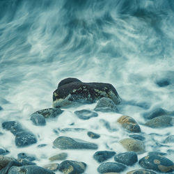 View of turtle in sea