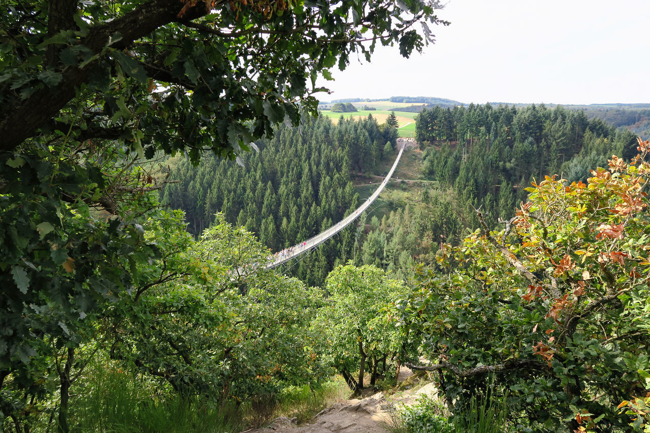 TREES IN THE FOREST