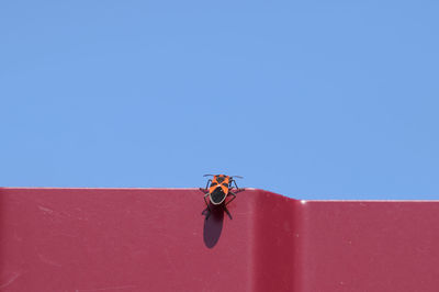 Close-up of insect flying against clear blue sky