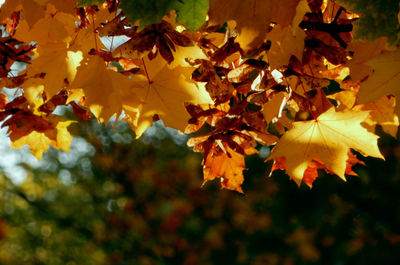 Close-up of maple leaves