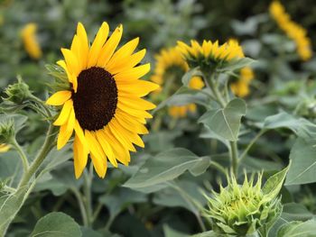 Close-up of sunflower