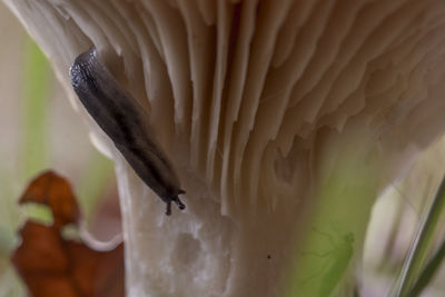 Close-up of plant against blurred background