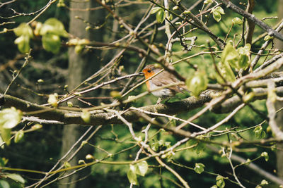 Low angle view of robin perching on branch