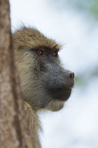Portrait of monkey looking away