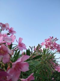 Close-up of pink flowers