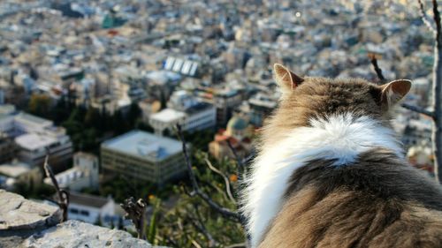 Close-up of plant against white background