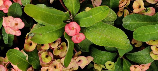 High angle view of pink leaves on plant