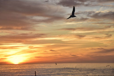 Silhouette of seagull flying over sea during sunset