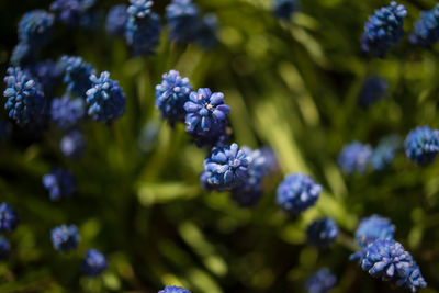 Close-up of blue hydrangea blooming outdoors