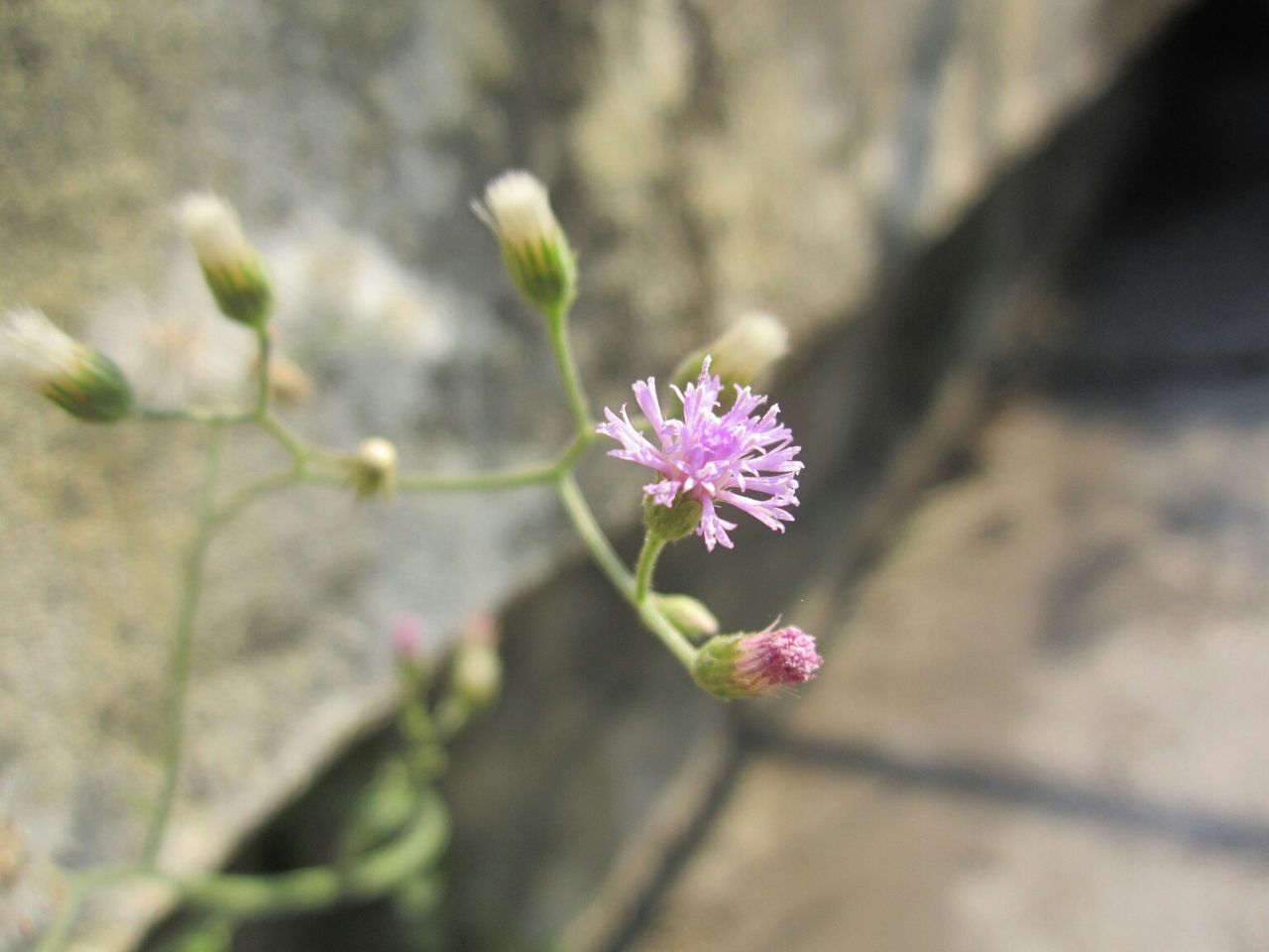 Blooming alone