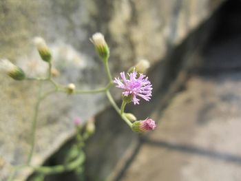 Close-up of pink flowers