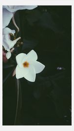 Close-up of white flowers